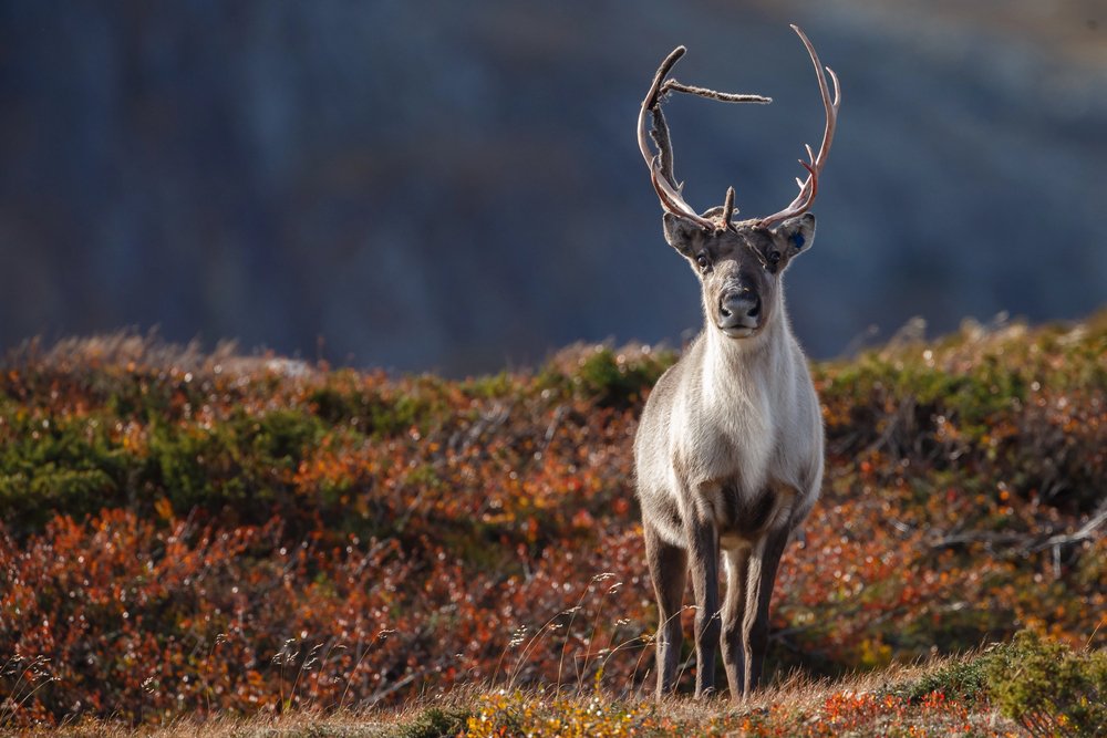 Norvegia in autunno: le località consigliate